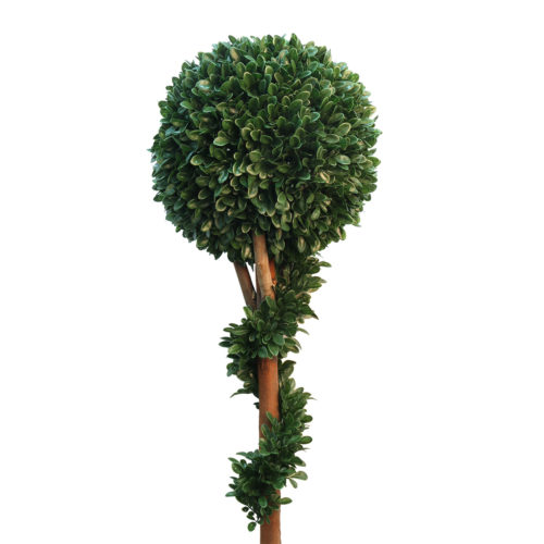 Spiral Topiary Tree